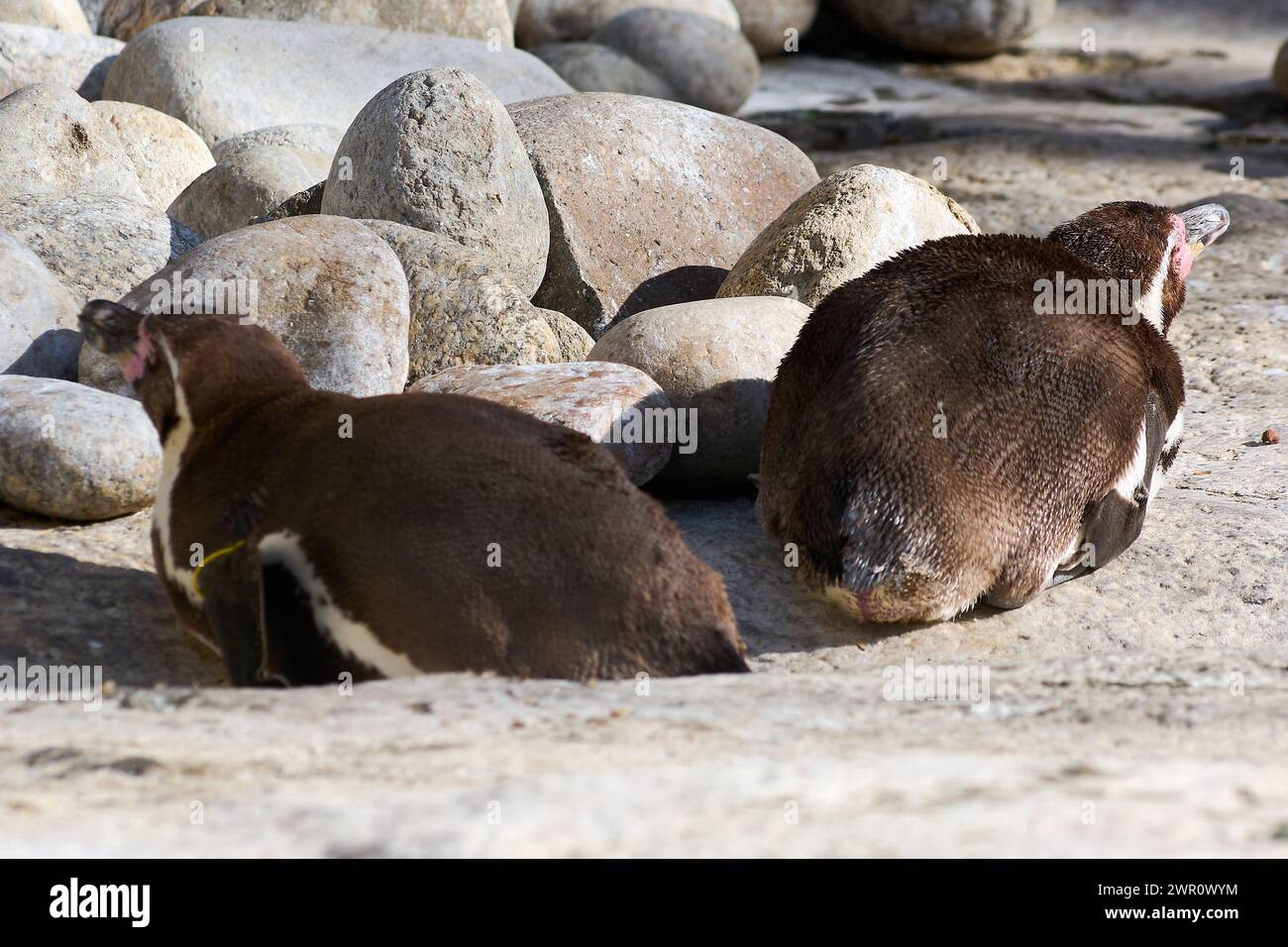 Der Humboldt-Pinguin thront majestätisch auf einem Felsen mit einem Steinboden. Stockfoto