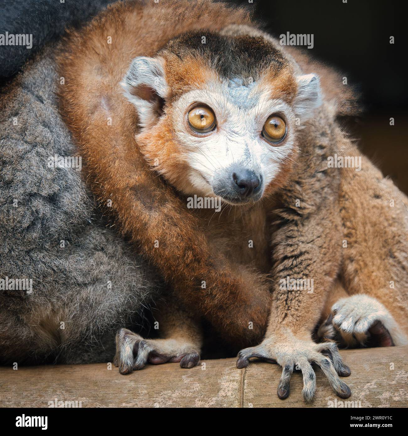 Eine Lemurin kuschelt sich mit ihrem Partner. Stockfoto