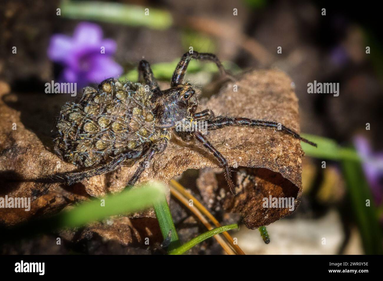 Weibliche Wolfsspinne, Pardosa amentata mit Spinnenbabys auf dem Rücken, die sich in der Sonne sonnen, Großbritannien Stockfoto