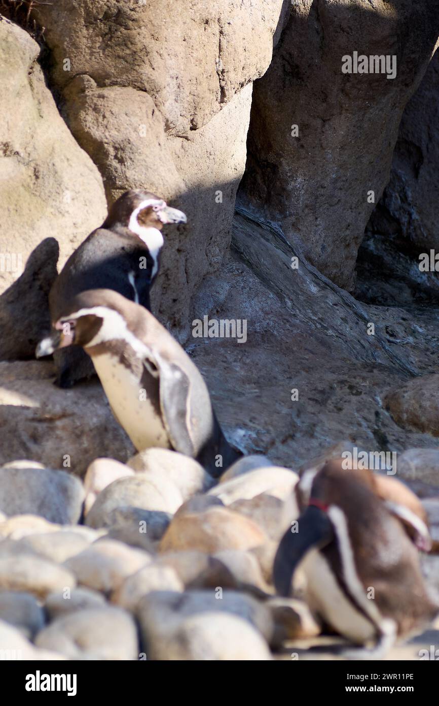 Der Humboldt-Pinguin thront majestätisch auf einem Felsen mit einem Steinboden. Stockfoto