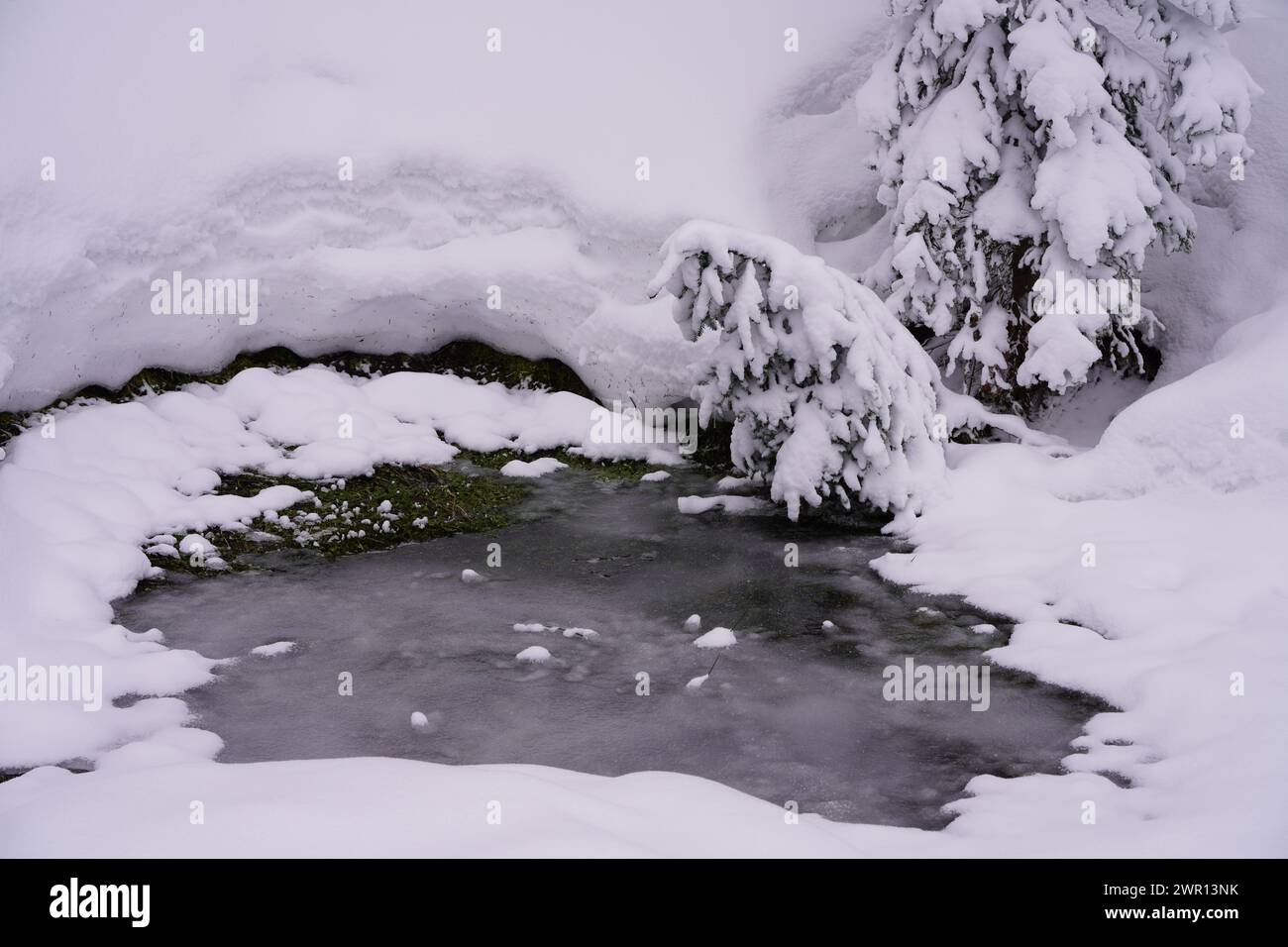 Gefrorene Pfütze mit kleinen schneebedeckten Nadelbäumen Stockfoto