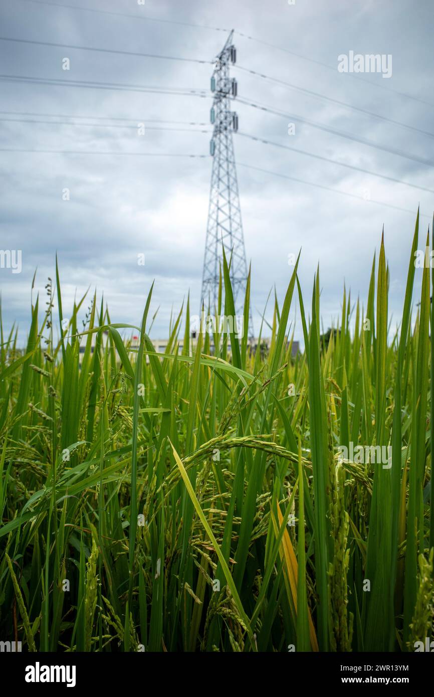 Ein Hochspannungs-Übertragungsturm über Reisfeldern in Yogyakarta, Indonesien. Stockfoto