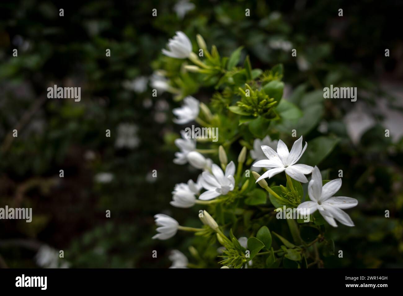Weiße Krepp-Jasminblüten (Tabernaemontana divaricata), flacher Fokus. Stockfoto