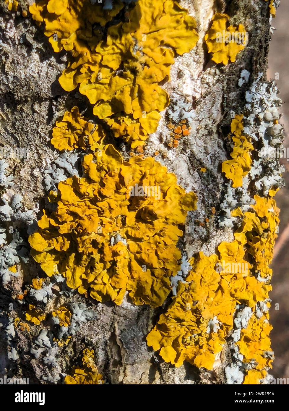 Gelb-orange Hühnchenpilz auf Baumrinde Stockfoto