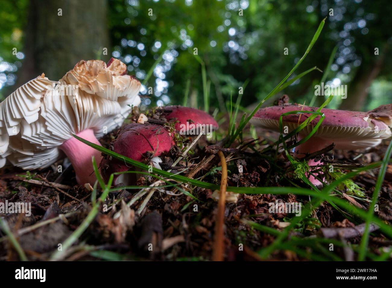 Essbare Rosy Brittlegill (Russula rosea) Toadstools unter Bäumen (wahrscheinlich durch Experten identifiziert, aber beachten Sie, dass es giftige Pilzähnlichkeiten gibt!), West Yorkshire, Stockfoto