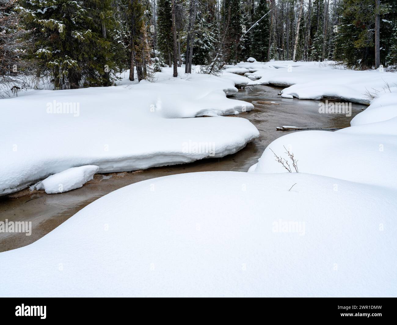 Creek schlängelt sich im Winter durch einen Wald Stockfoto
