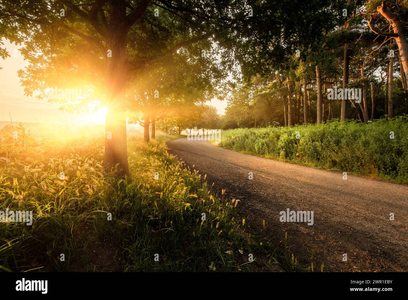 Fantastischer Sonnenaufgang durch Bäume und eine leere Landstraße. Ländliche Morgenlandschaft in Norfolk England Stockfoto