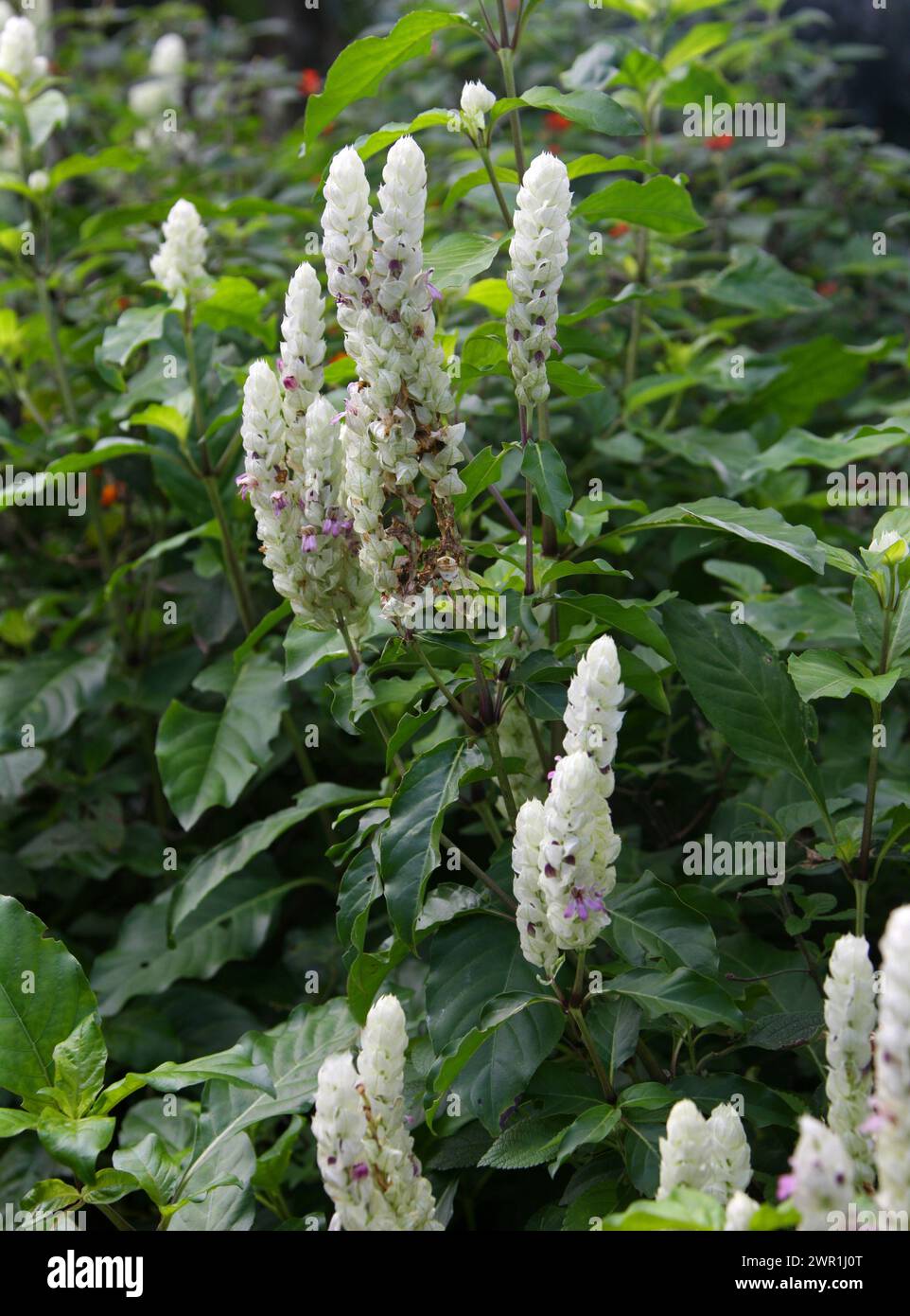 Eichhörnchenschwanz, Pflaume oder weiße Garnelen Pflanze, Justicia betonica, Acanthaceae. Stockfoto