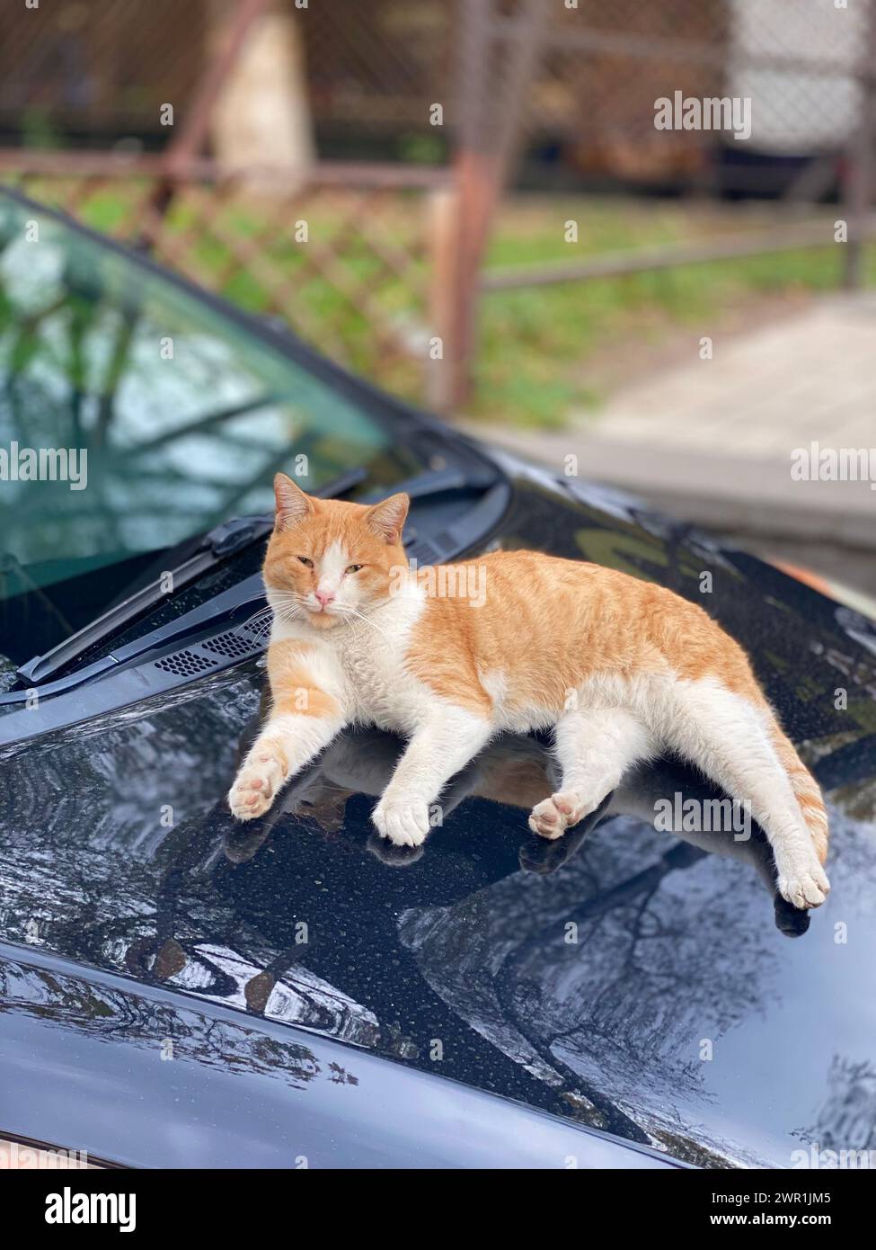 Eine Katze, die sich auf einer Autohaube entspannt Stockfoto