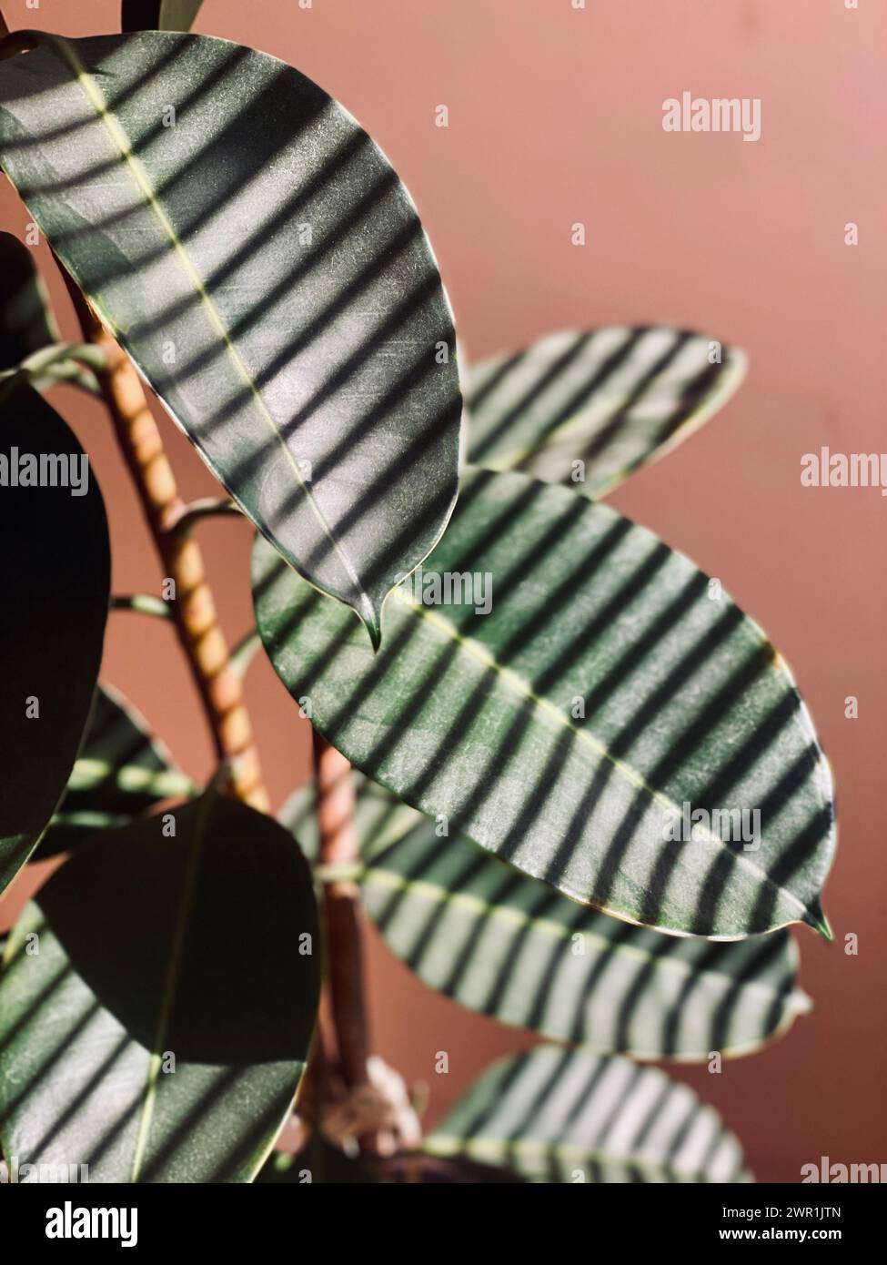 Schatten von orangefarbenen Blättern an der Wand im Sonnenlicht Stockfoto