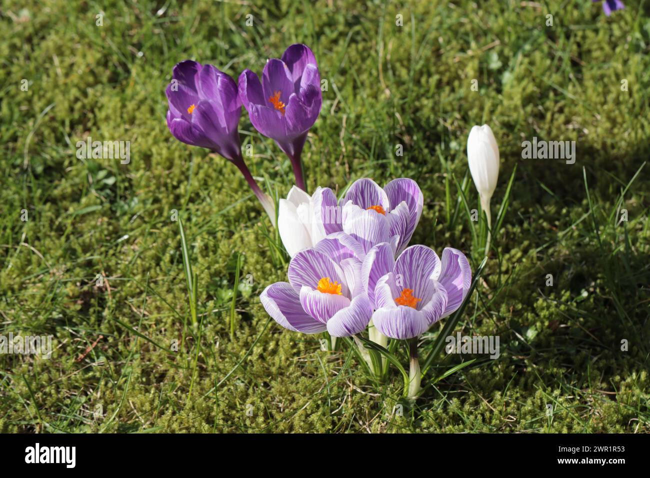 Blick auf blühende Crocus vernus Blüten auf einem Rasen Stockfoto