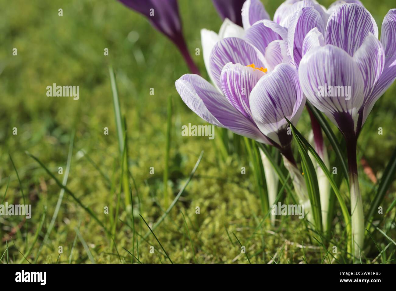 Nahaufnahme von kleinen violett-weiß gestreiften Frühlingskrokussen auf einem sonnendurchfluteten Rasen, Kopierraum Stockfoto