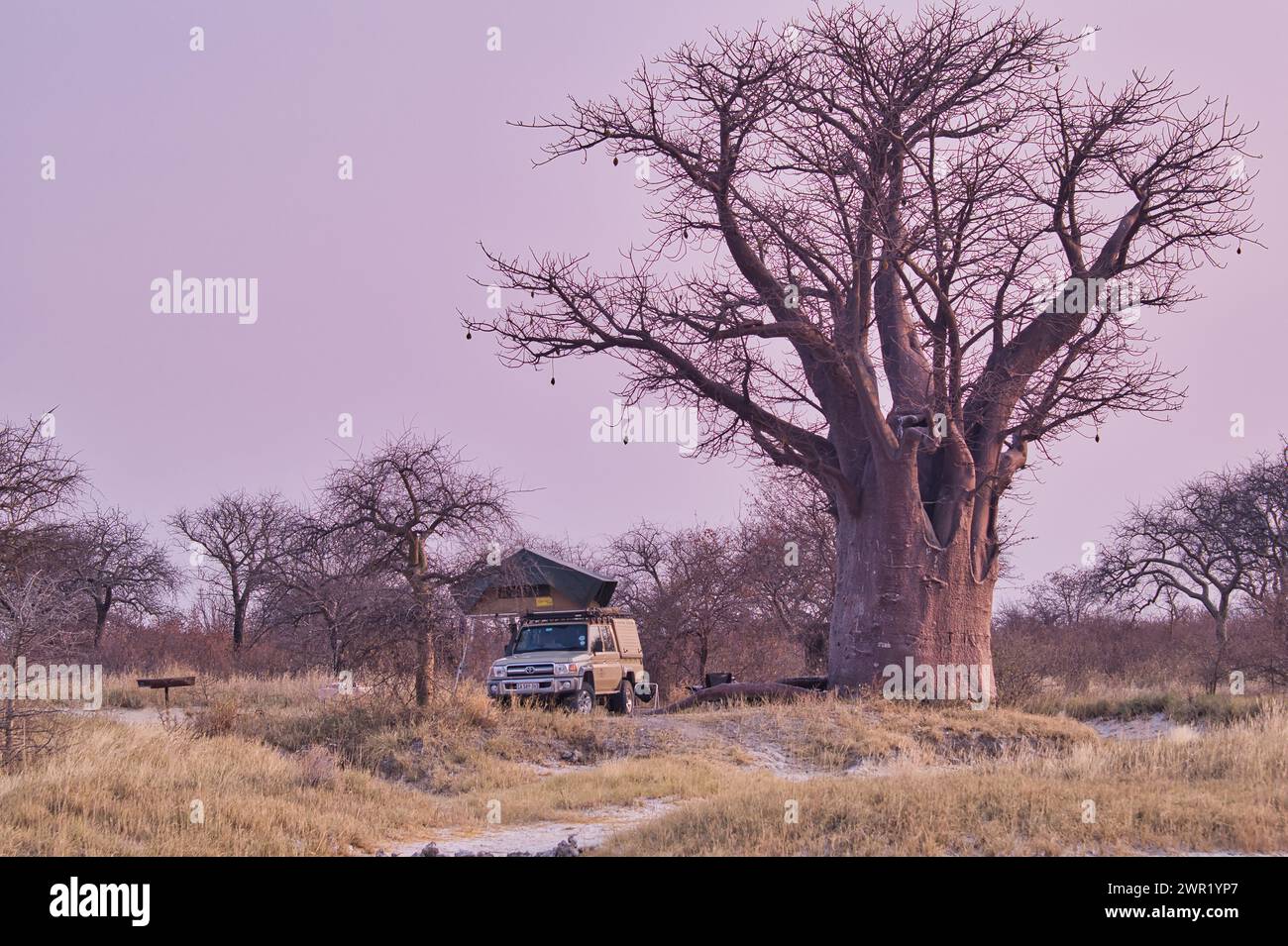 Baobab-Bäume in Afrika. Breite Basis und kompakte Oberseite im Winter ohne Blätter und Früchte. Stockfoto