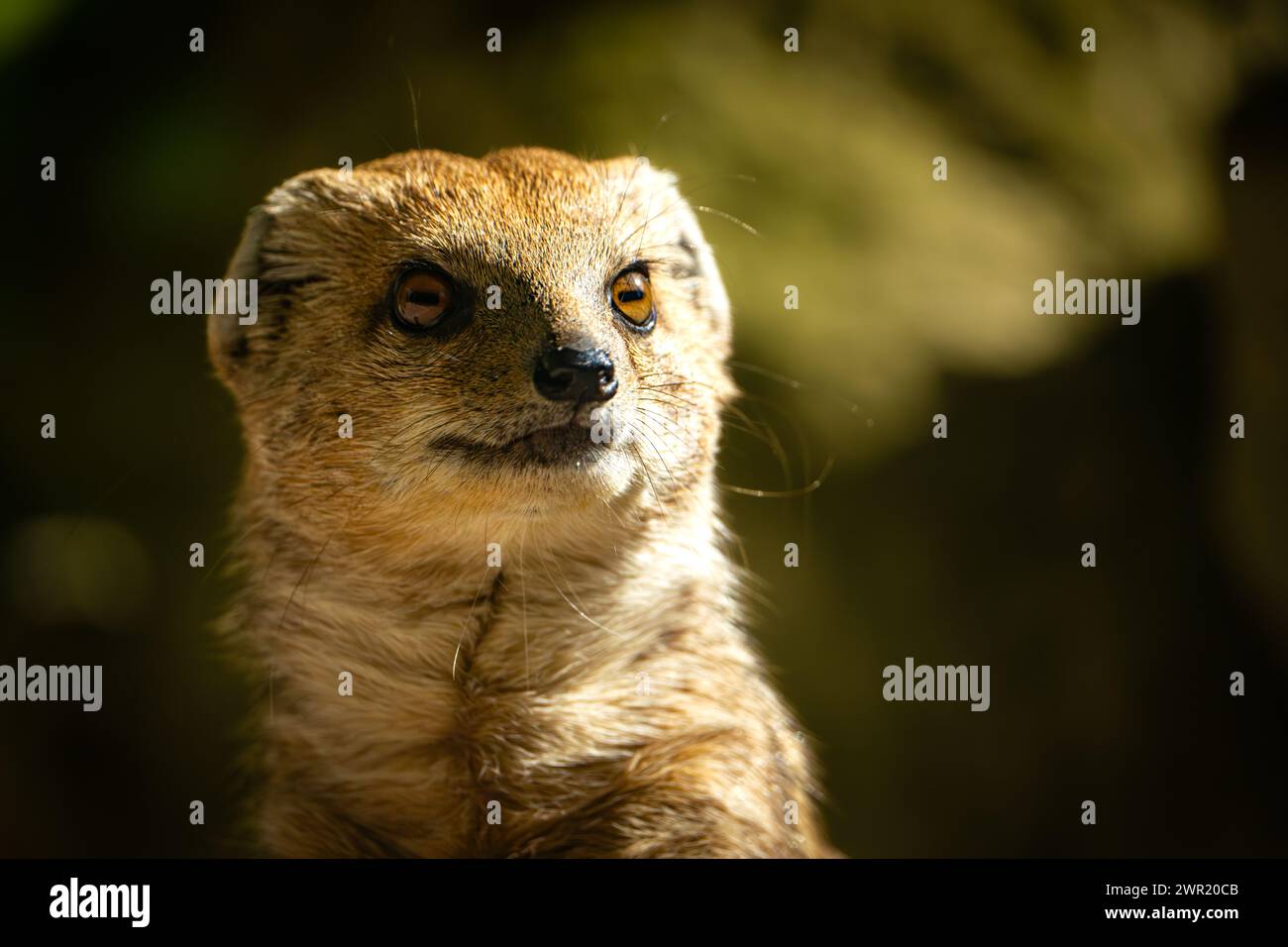 Ein charmanter kleiner Mungo in einer natürlichen Umgebung Stockfoto