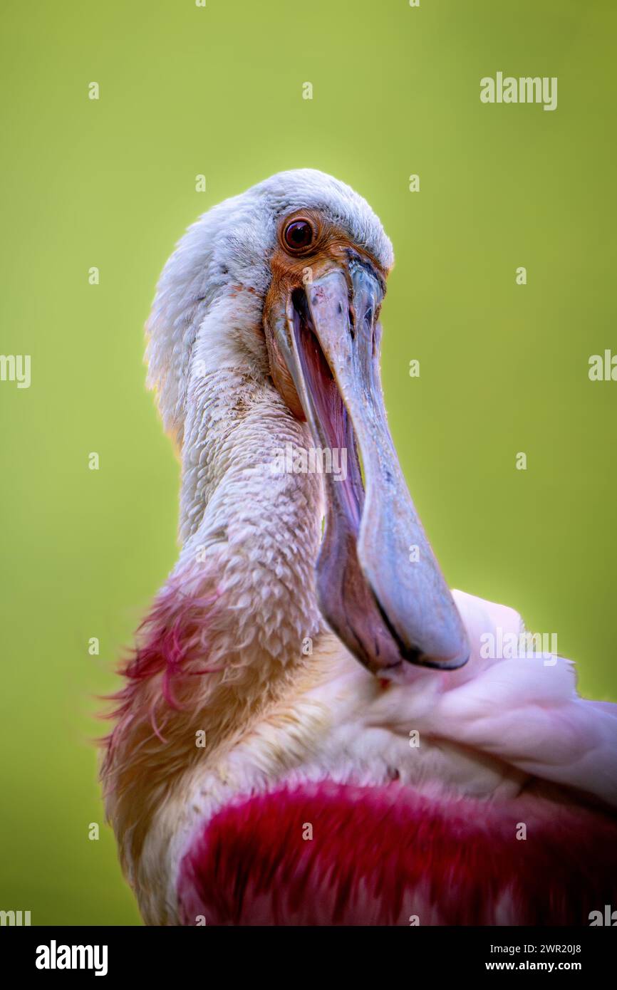 Ein Löffelschnabel mit weißem Hals, der seitlich aussieht Stockfoto