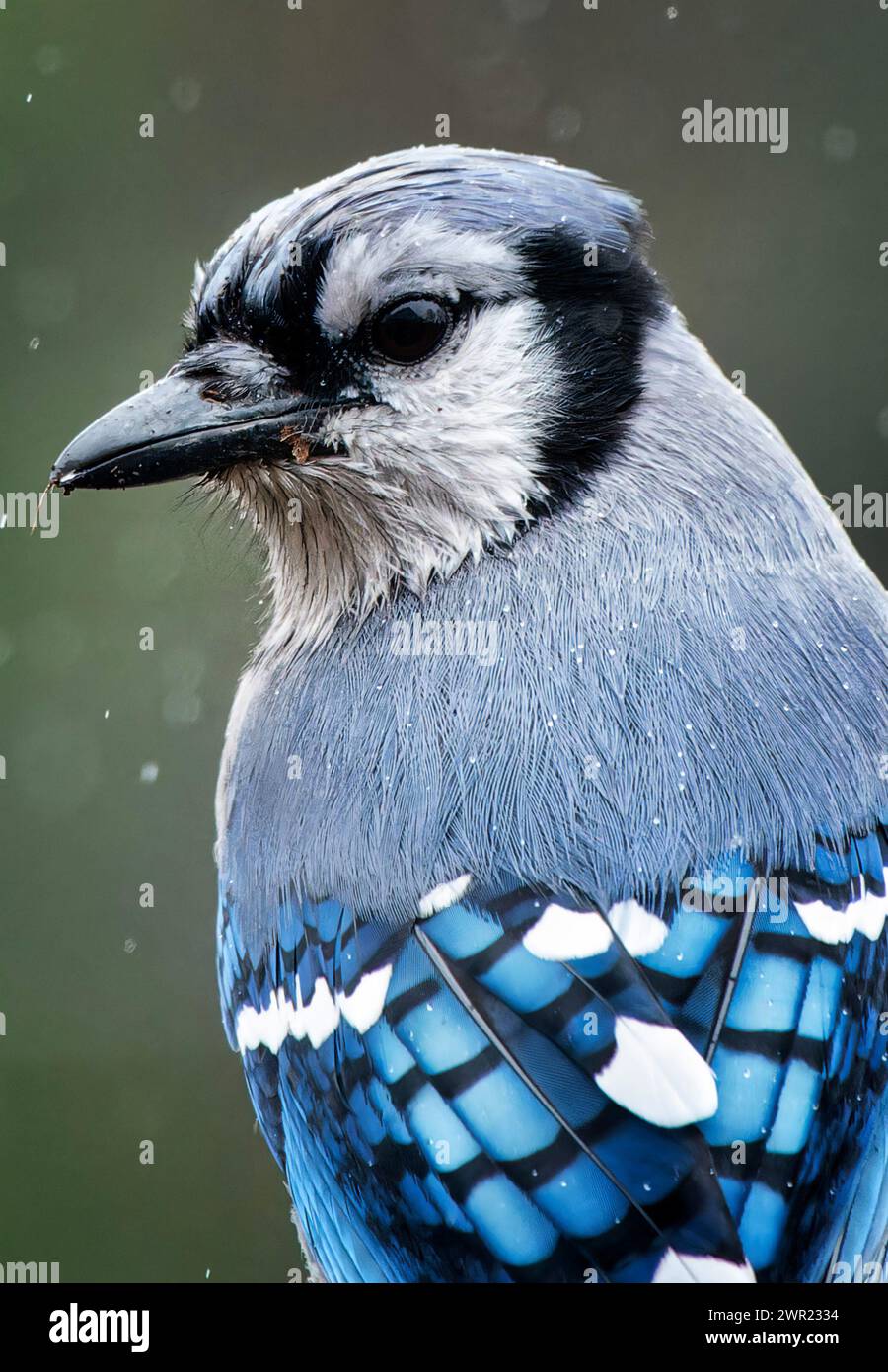 Ein Bluejay kommt an Deck an Stockfoto