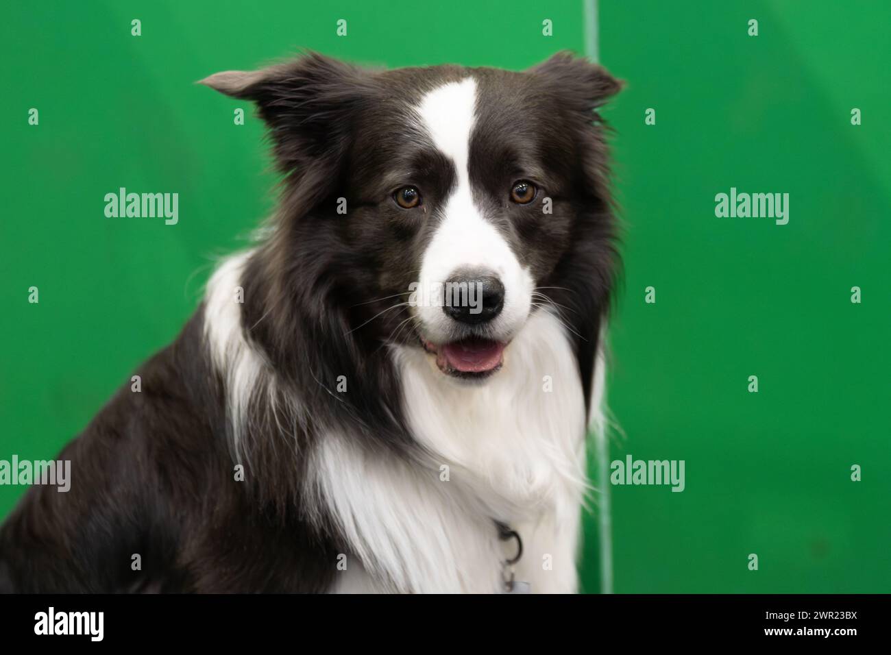 Crufts 2024 Border Collie in the Ring Credit: victoria elsmore/Alamy Live News Stockfoto