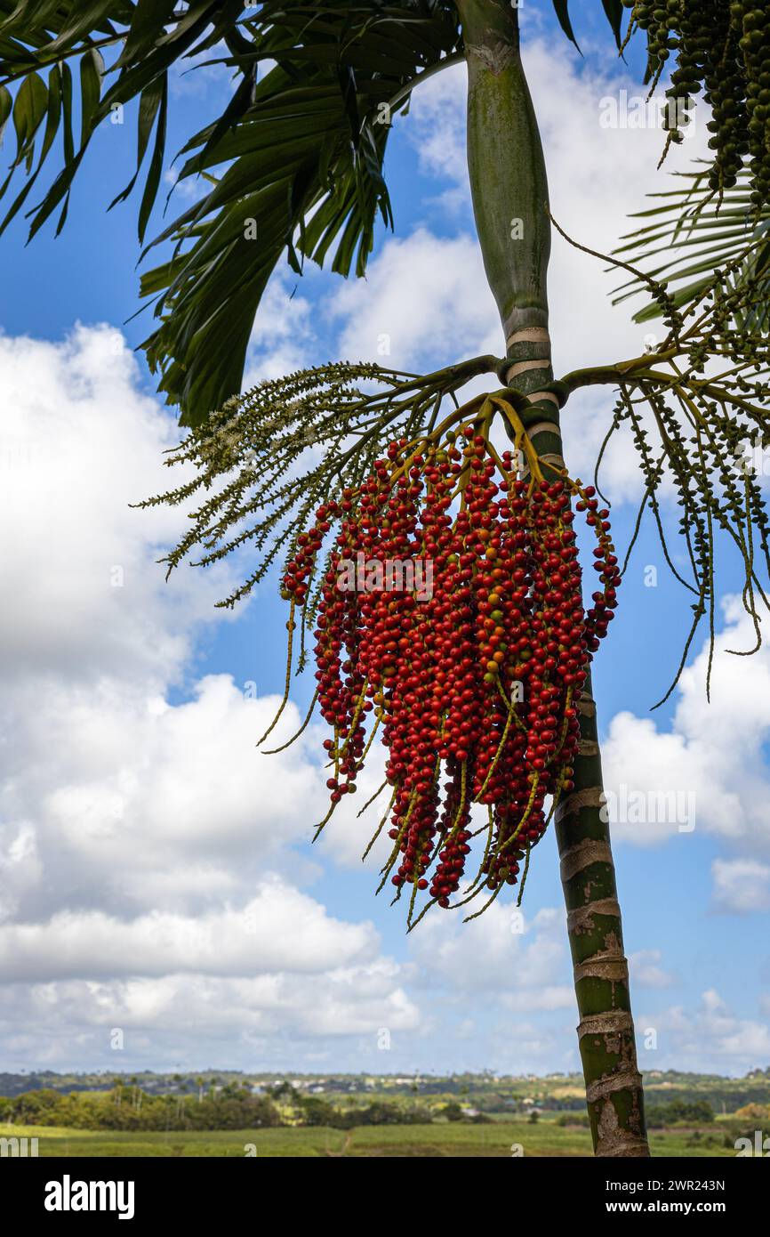 Flower Forest, Barbados, Karibik Stockfoto