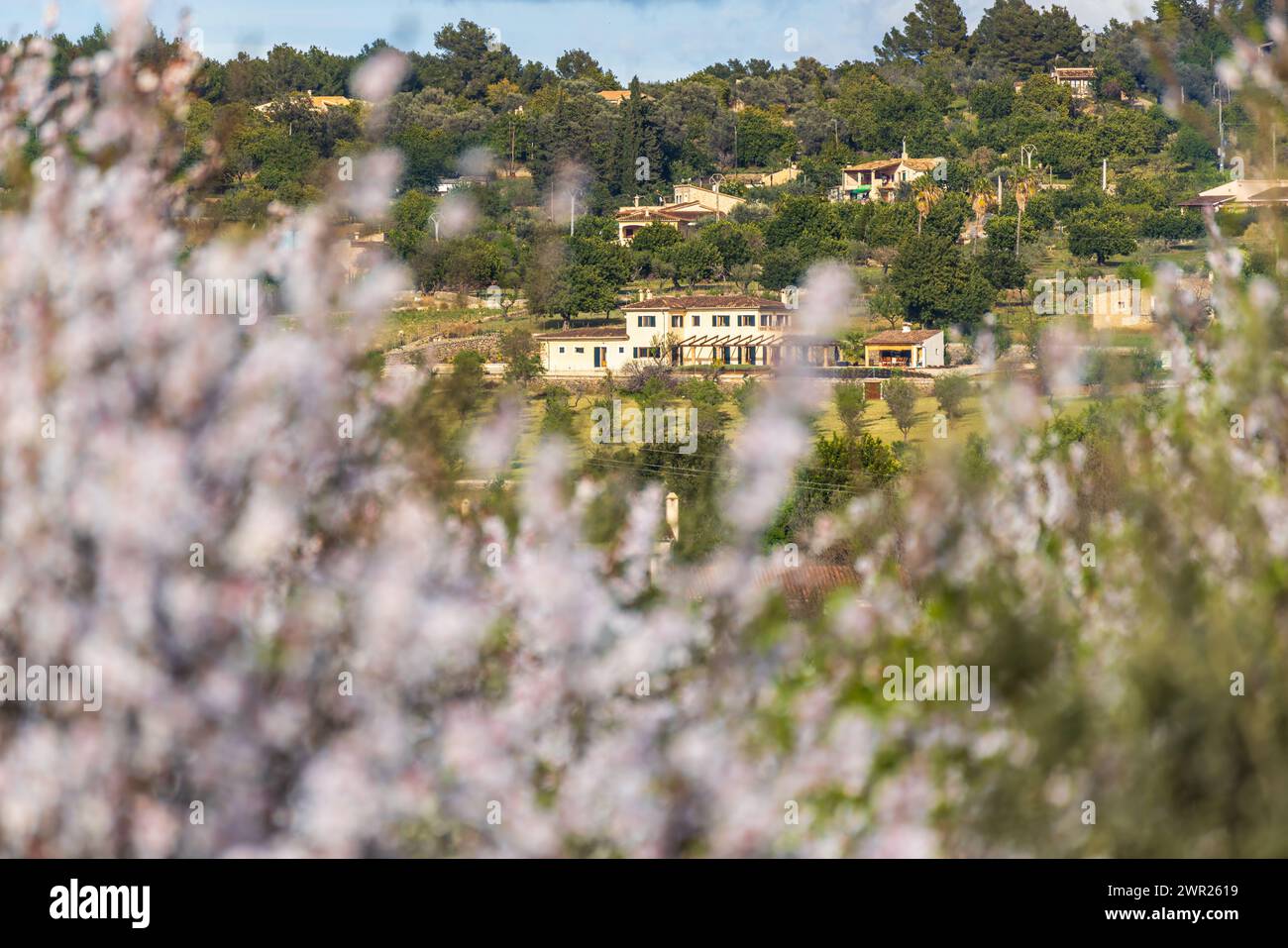 Blühende Mandelbäume vor ländlicher mediterraner Landschaft mit Hütten und Fincain Selva, Mallorca, Balearen, Spanien Stockfoto