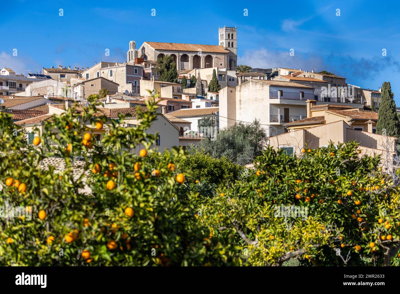 Villagescape von Selva mit gotisch-katholischer Pfarrkirche Església de Sant Llorenc und Orangenbäumen, Mallorca, Balearen, Spanien, Europa Stockfoto