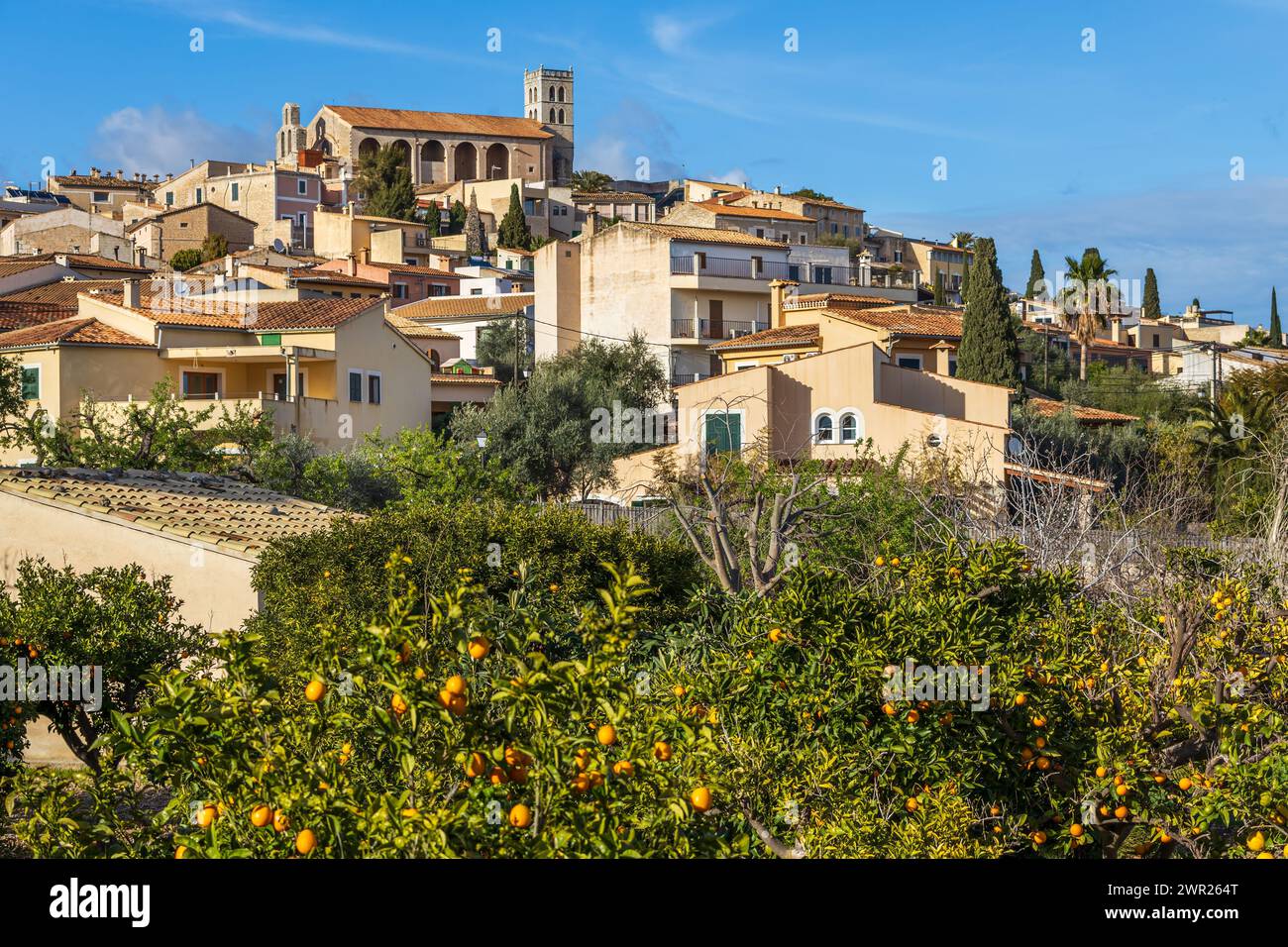 Villagescape von Selva mit gotisch-katholischer Pfarrkirche Església de Sant Llorenc und Orangenbäumen, Mallorca, Balearen, Spanien, Europa Stockfoto