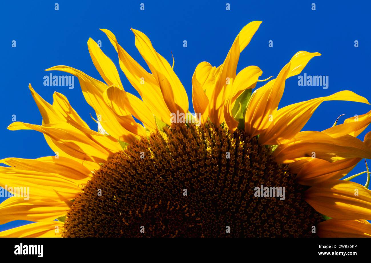 Eine Sonnenblume im Hintergrund mit weichem Fokus Stockfoto