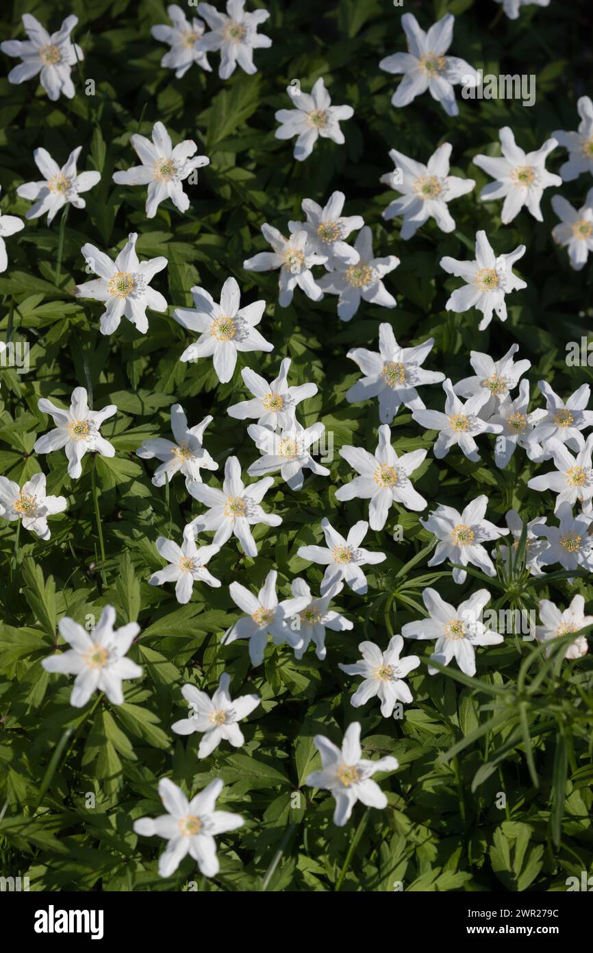 Weiße Holzanemonen in Blüte mit grünem Blätterhintergrund. Stockfoto