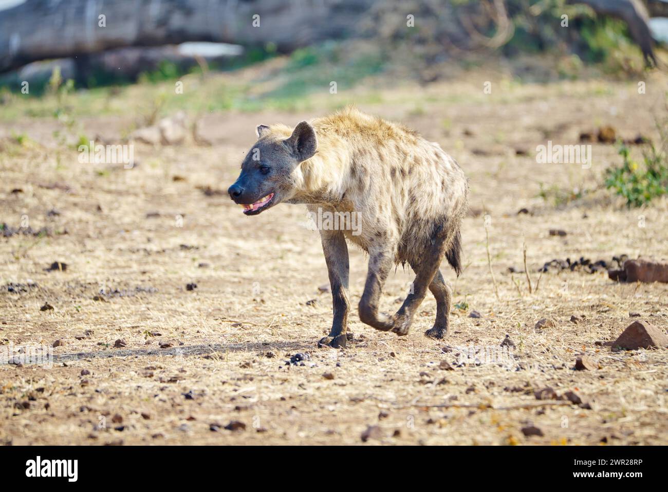 Ich habe Hyena gesehen, die durch die Ebenen Afrikas lief Stockfoto