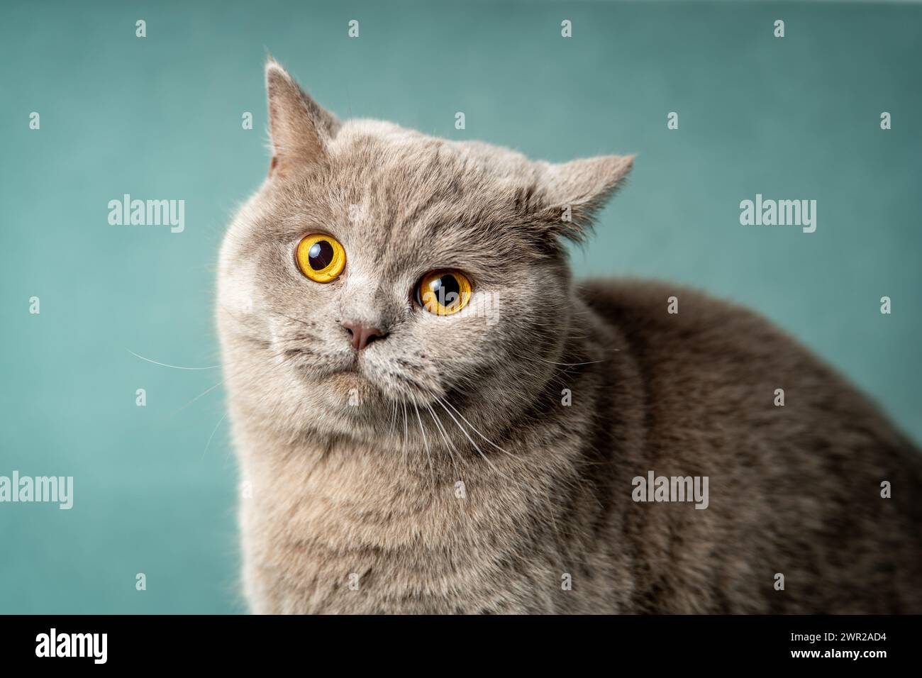 Eine graue Katze mit gelben Augen, die vor blauem Hintergrund Augenkontakt mit der Kamera hat Stockfoto