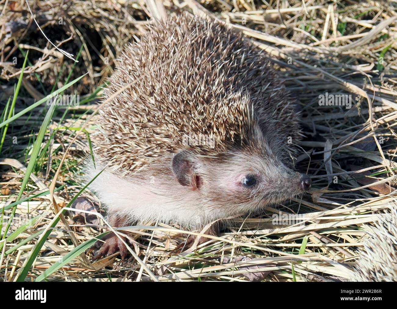 Weißbrustigel, Nördliche Weißbrustigel, Osteuropäische Igel, Hérisson de Roumanie, Erinaceus roumanicus, keleti sün, Ungarn Stockfoto