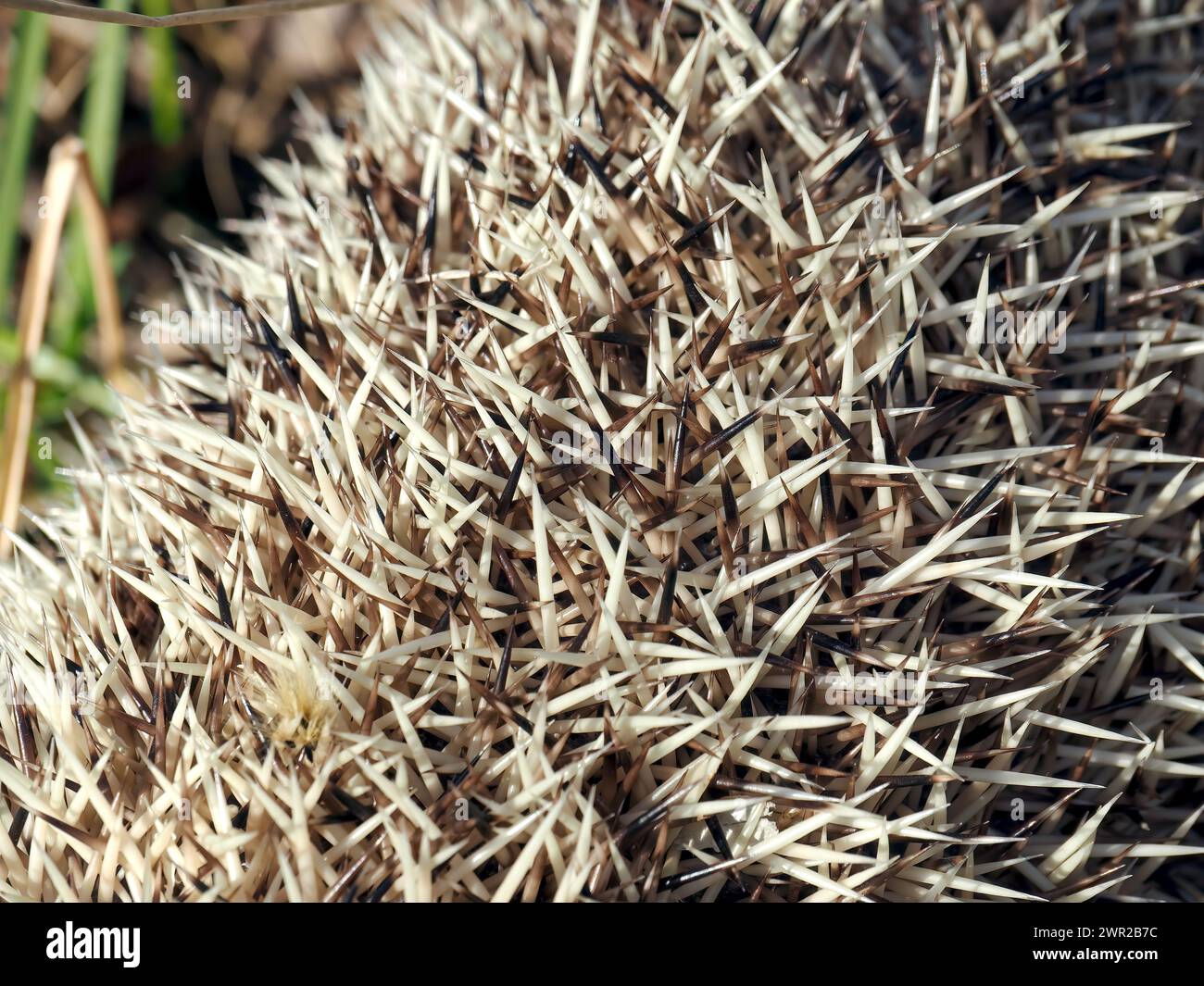 Weißbrustigel, Nördliche Weißbrustigel, Osteuropäische Igel, Hérisson de Roumanie, Erinaceus roumanicus, keleti sün, Ungarn Stockfoto