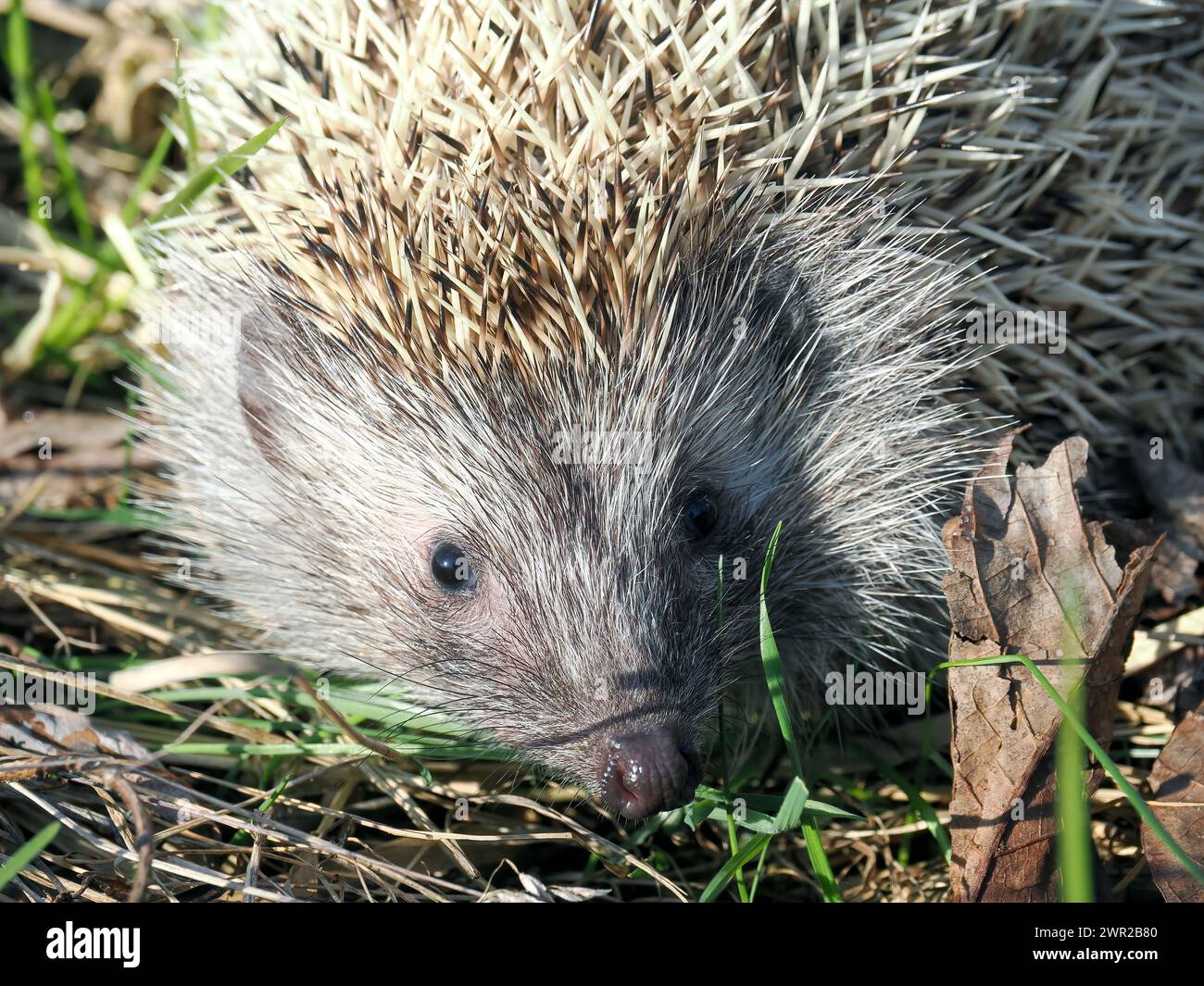 Weißbrustigel, Nördliche Weißbrustigel, Osteuropäische Igel, Hérisson de Roumanie, Erinaceus roumanicus, keleti sün, Ungarn Stockfoto