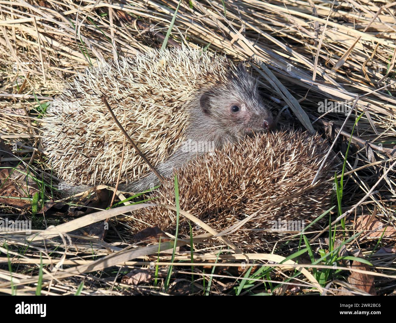 Weißbrustigel, Nördliche Weißbrustigel, Osteuropäische Igel, Hérisson de Roumanie, Erinaceus roumanicus, keleti sün, Ungarn Stockfoto