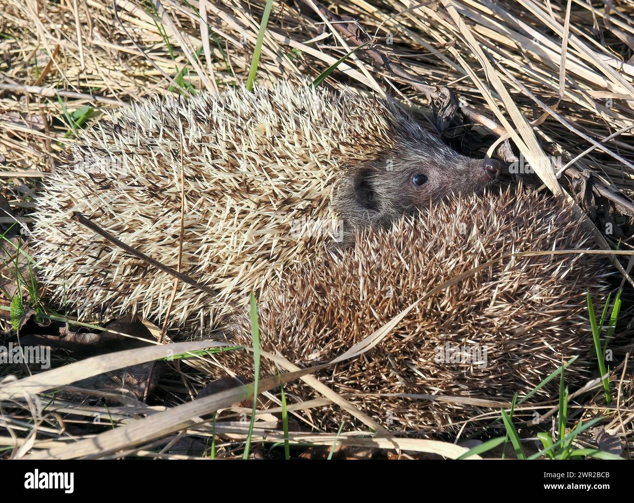 Weißbrustigel, Nördliche Weißbrustigel, Osteuropäische Igel, Hérisson de Roumanie, Erinaceus roumanicus, keleti sün, Ungarn Stockfoto