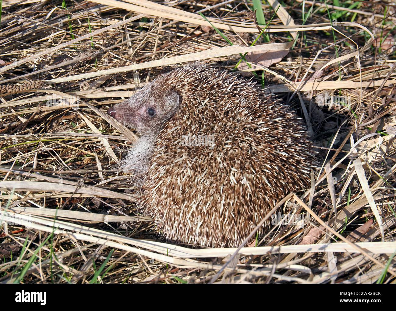 Weißbrustigel, Nördliche Weißbrustigel, Osteuropäische Igel, Hérisson de Roumanie, Erinaceus roumanicus, keleti sün, Ungarn Stockfoto