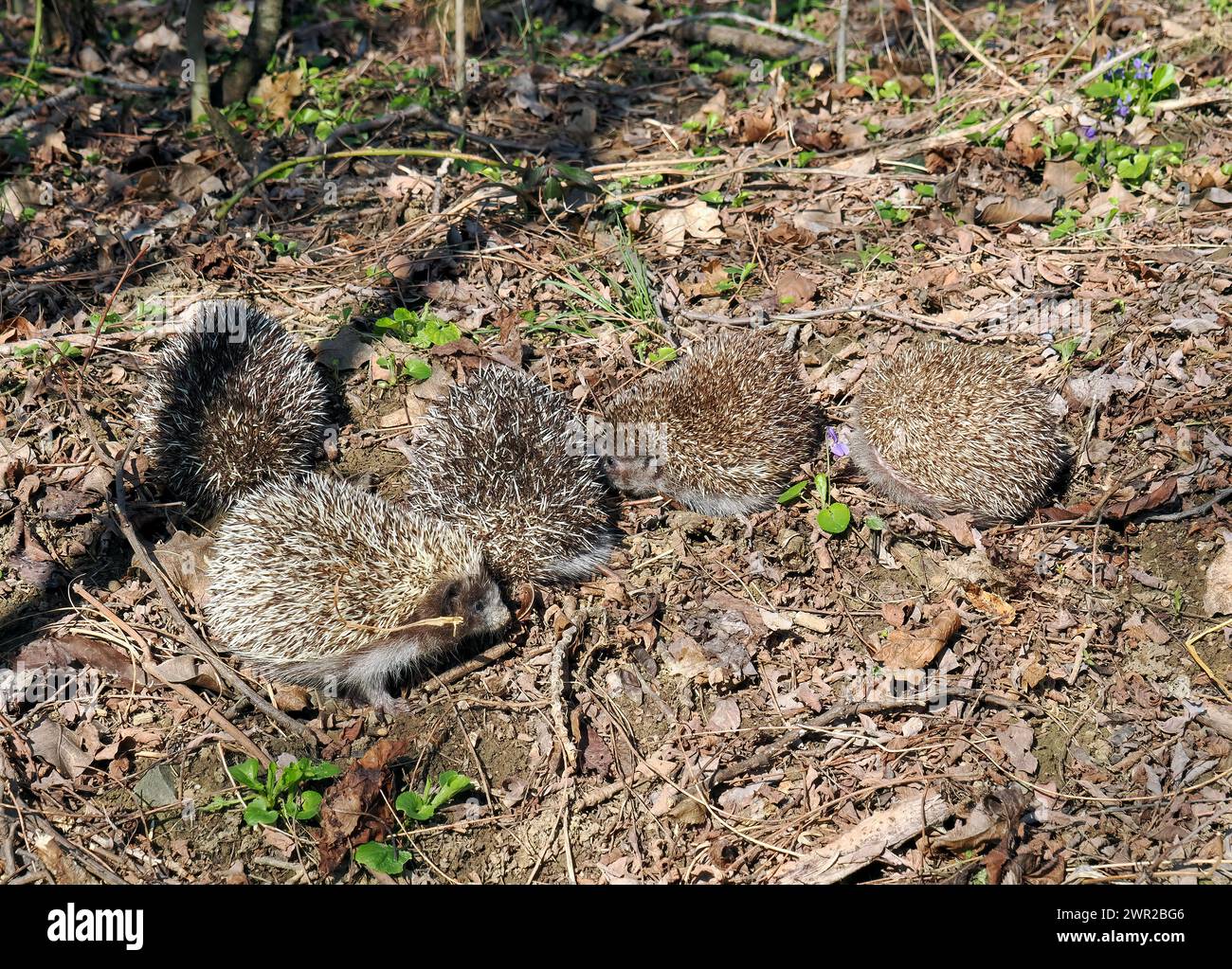 Weißbrustigel, Nördliche Weißbrustigel, Osteuropäische Igel, Hérisson de Roumanie, Erinaceus roumanicus, keleti sün, Ungarn Stockfoto