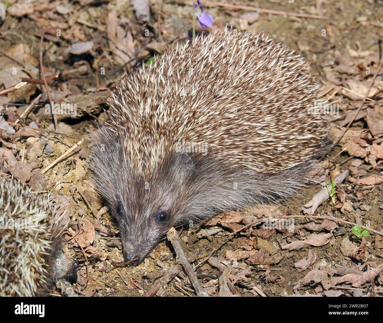 Weißbrustigel, Nördliche Weißbrustigel, Osteuropäische Igel, Hérisson de Roumanie, Erinaceus roumanicus, keleti sün, Ungarn Stockfoto