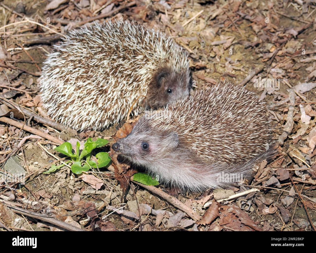 Weißbrustigel, Nördliche Weißbrustigel, Osteuropäische Igel, Hérisson de Roumanie, Erinaceus roumanicus, keleti sün, Ungarn Stockfoto