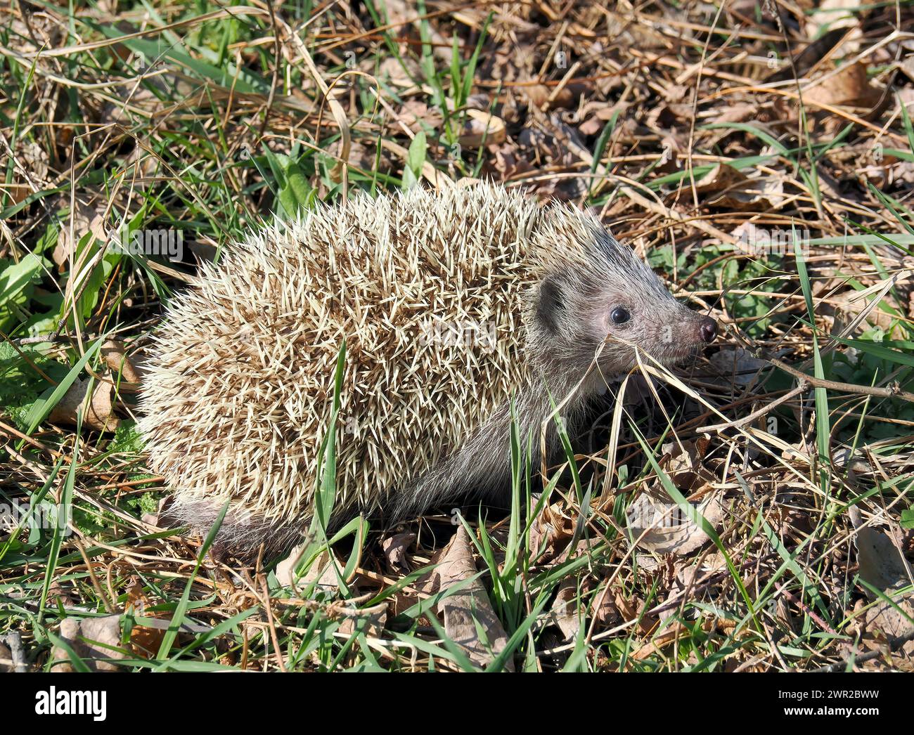 Weißbrustigel, Nördliche Weißbrustigel, Osteuropäische Igel, Hérisson de Roumanie, Erinaceus roumanicus, keleti sün, Ungarn Stockfoto