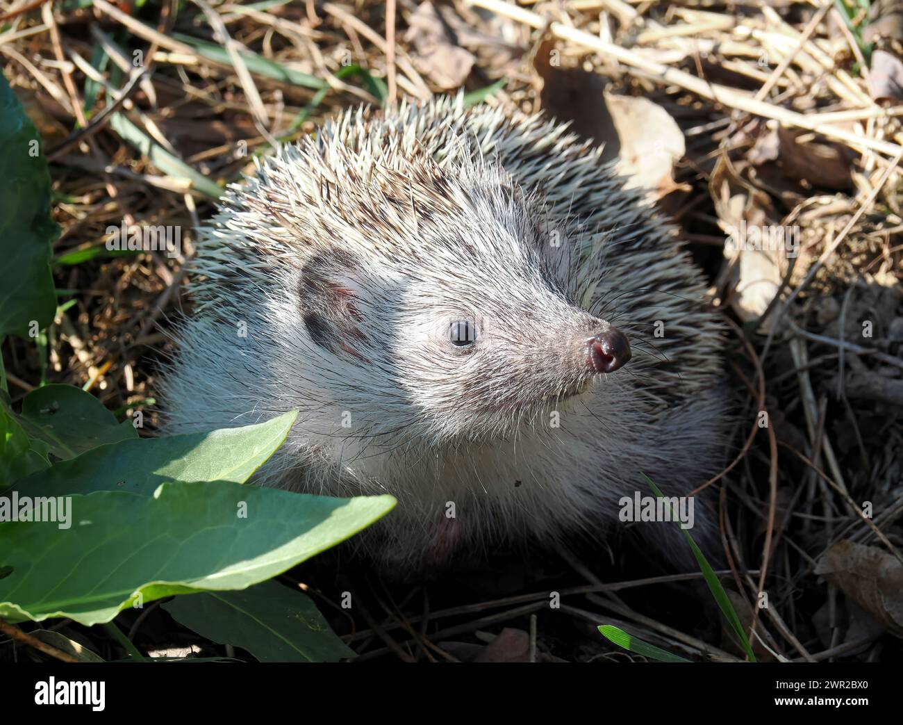 Weißbrustigel, Nördliche Weißbrustigel, Osteuropäische Igel, Hérisson de Roumanie, Erinaceus roumanicus, keleti sün, Ungarn Stockfoto