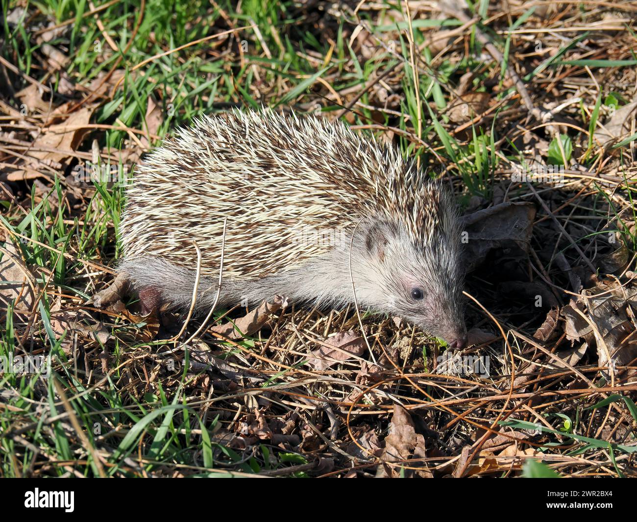 Weißbrustigel, Nördliche Weißbrustigel, Osteuropäische Igel, Hérisson de Roumanie, Erinaceus roumanicus, keleti sün, Ungarn Stockfoto