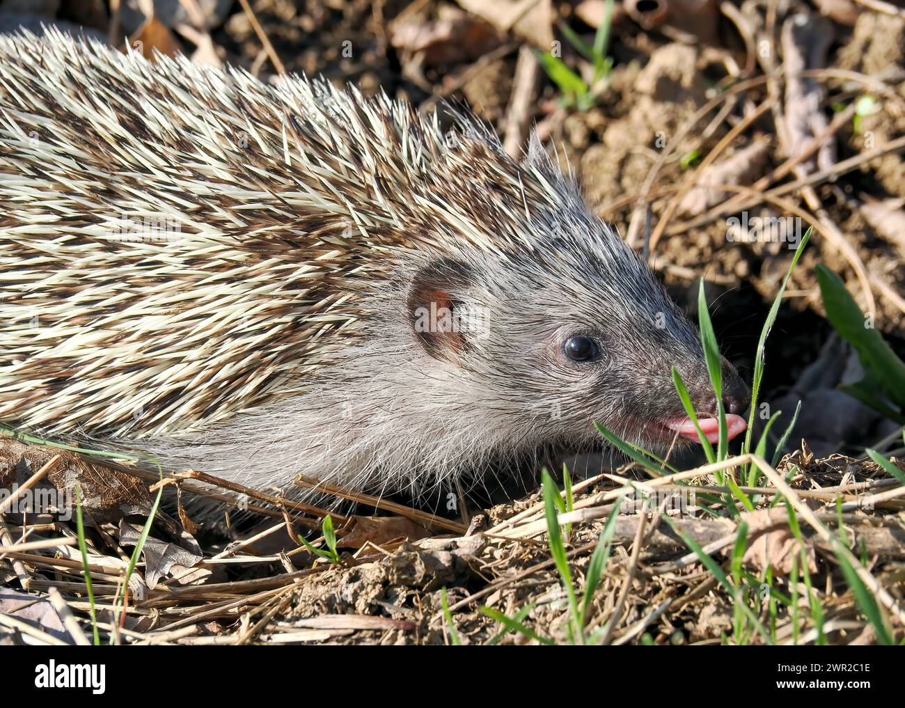 Weißbrustigel, Nördliche Weißbrustigel, Osteuropäische Igel, Hérisson de Roumanie, Erinaceus roumanicus, keleti sün, Ungarn Stockfoto