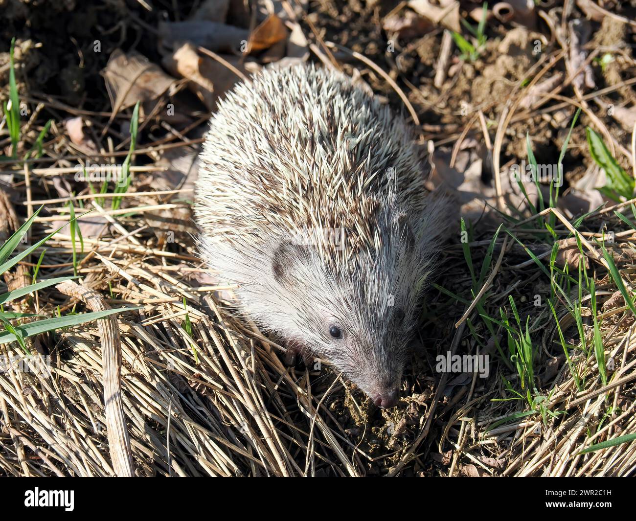 Weißbrustigel, Nördliche Weißbrustigel, Osteuropäische Igel, Hérisson de Roumanie, Erinaceus roumanicus, keleti sün, Ungarn Stockfoto