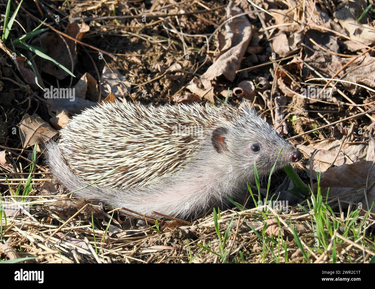 Weißbrustigel, Nördliche Weißbrustigel, Osteuropäische Igel, Hérisson de Roumanie, Erinaceus roumanicus, keleti sün, Ungarn Stockfoto