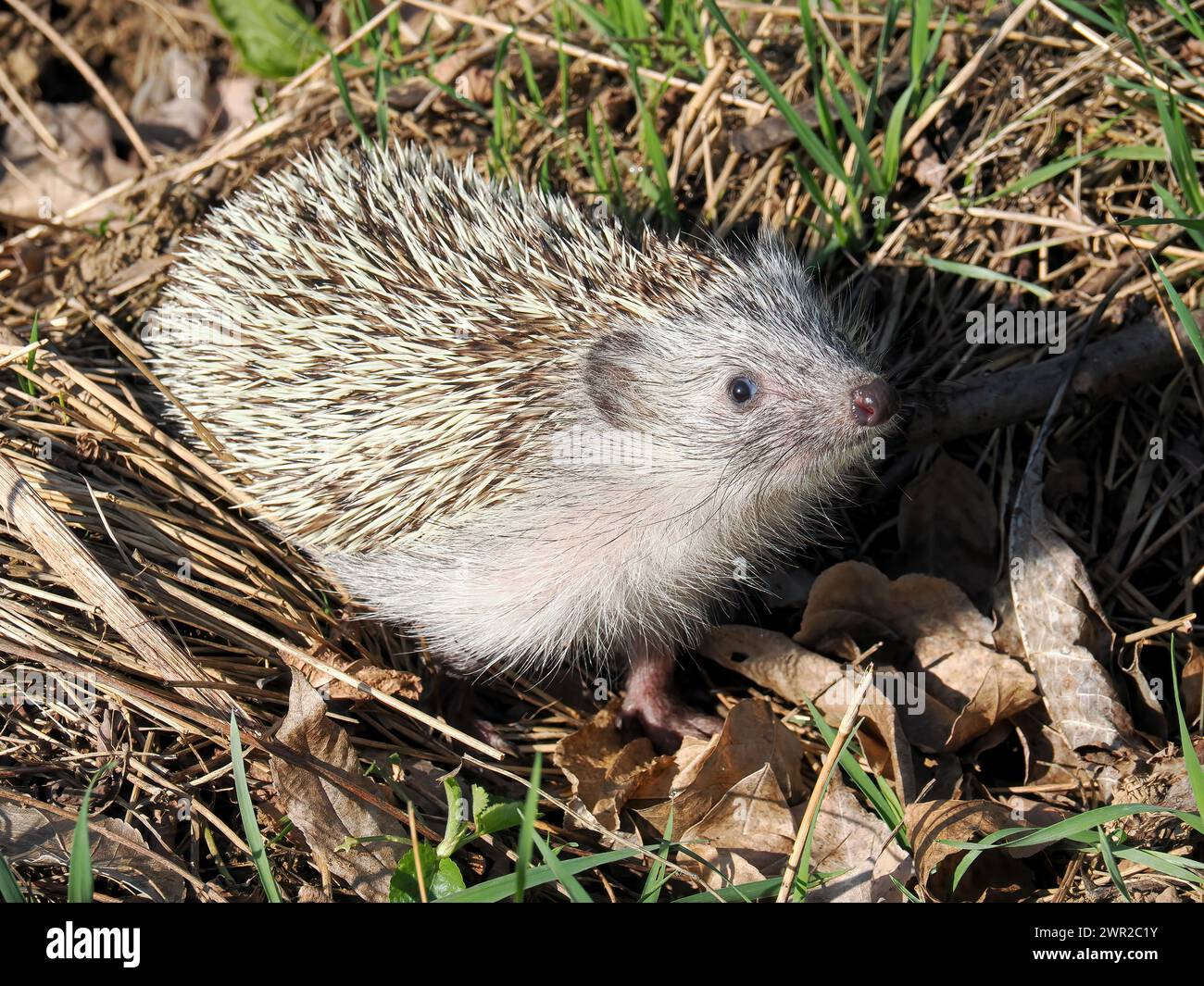 Weißbrustigel, Nördliche Weißbrustigel, Osteuropäische Igel, Hérisson de Roumanie, Erinaceus roumanicus, keleti sün, Ungarn Stockfoto