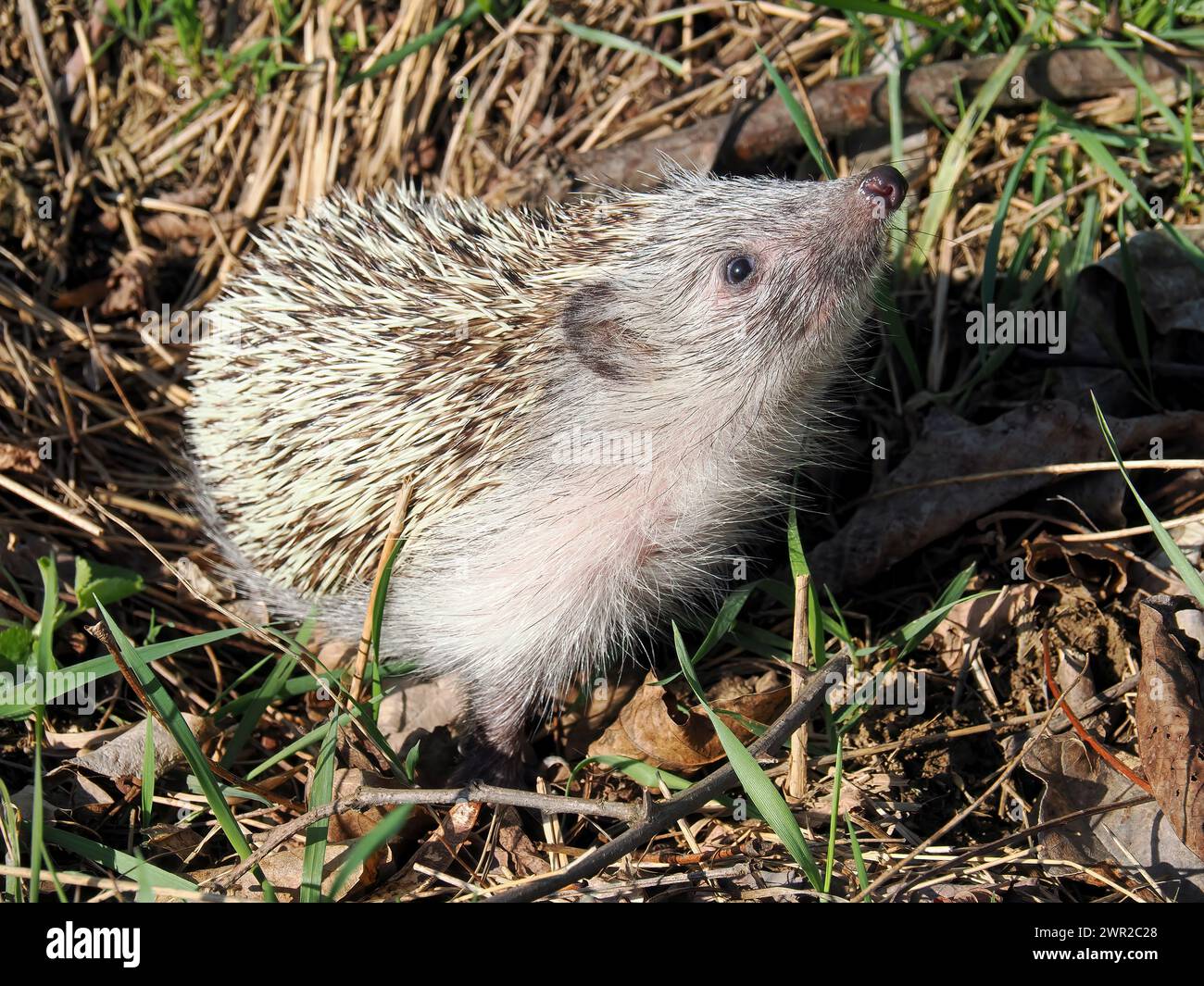 Weißbrustigel, Nördliche Weißbrustigel, Osteuropäische Igel, Hérisson de Roumanie, Erinaceus roumanicus, keleti sün, Ungarn Stockfoto