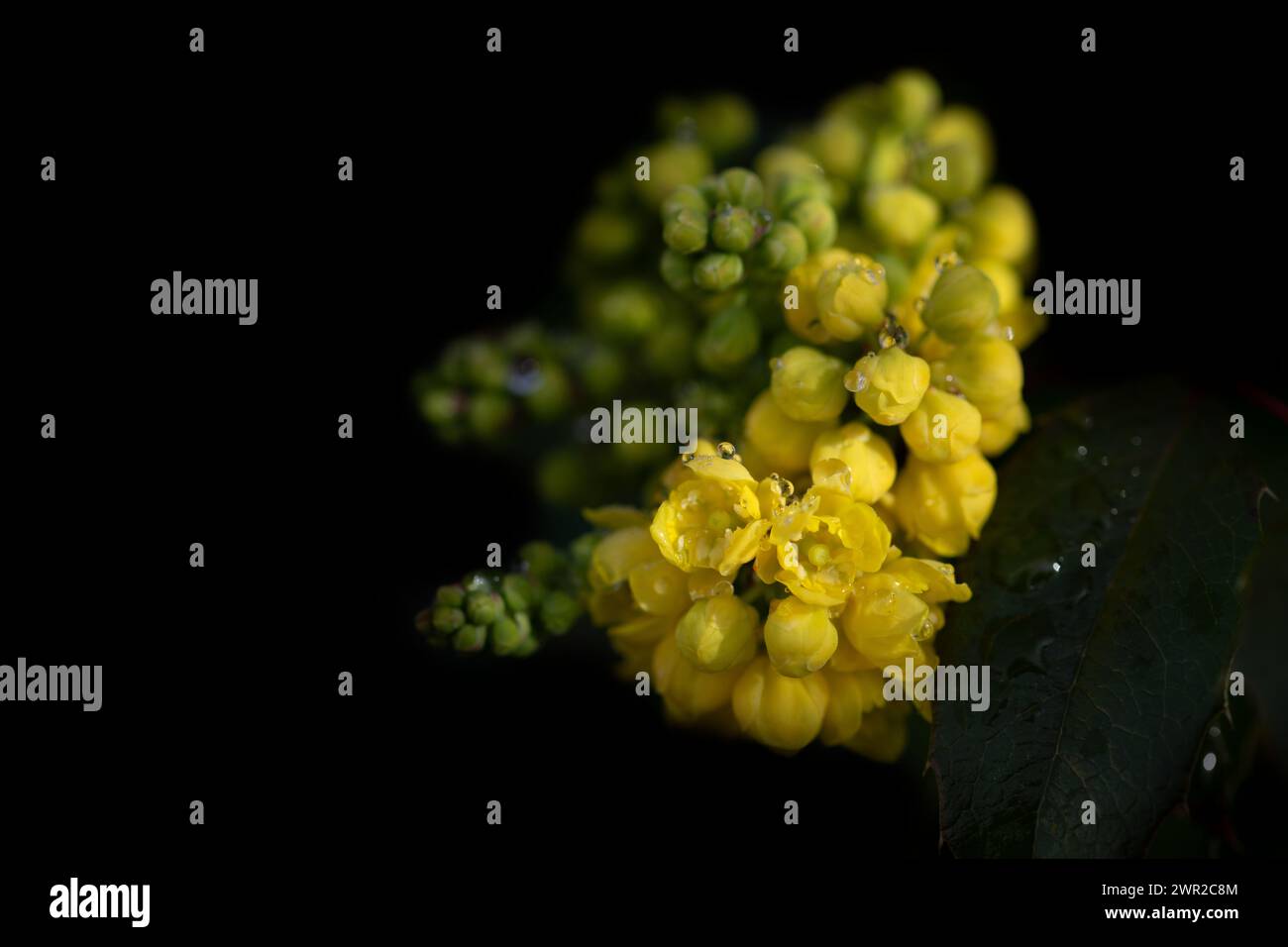 Nahaufnahme der gelben Blüten der Mahonia (Mahonia aquifolium) im Frühjahr. Die kleinen Blumen sind mit Wassertropfen bedeckt und der Hintergrund ist Stockfoto