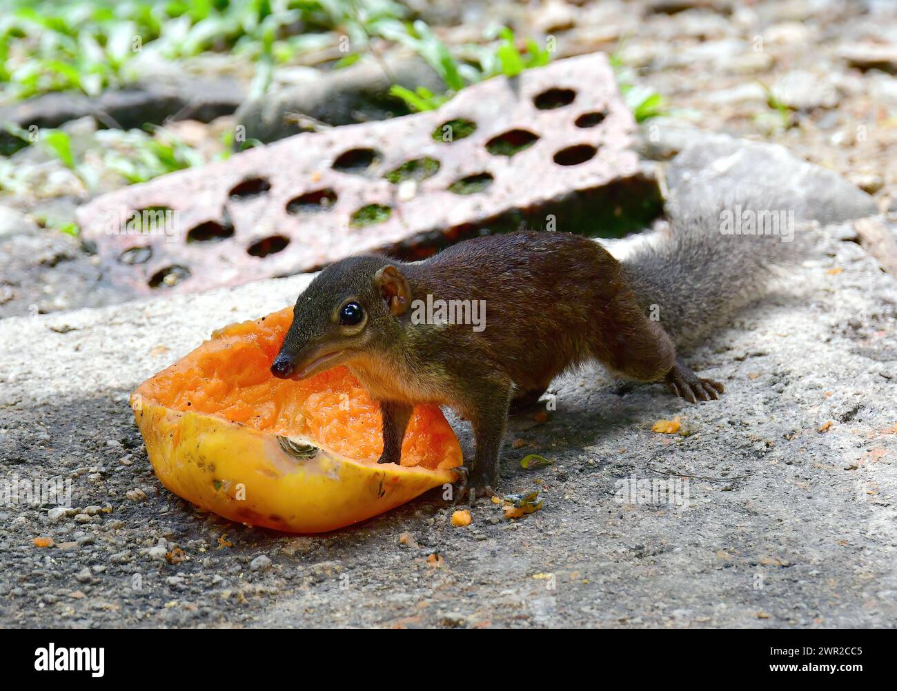 Gewöhnliches Spitzhörnchen, Toupaye commun, Tupaia glis, mókuscickány, Kuala Lumpur, Malaysia, Südostasien Stockfoto