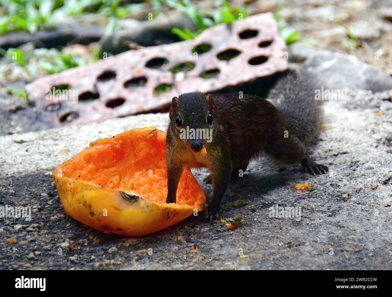 Gewöhnliches Spitzhörnchen, Toupaye commun, Tupaia glis, mókuscickány, Kuala Lumpur, Malaysia, Südostasien Stockfoto