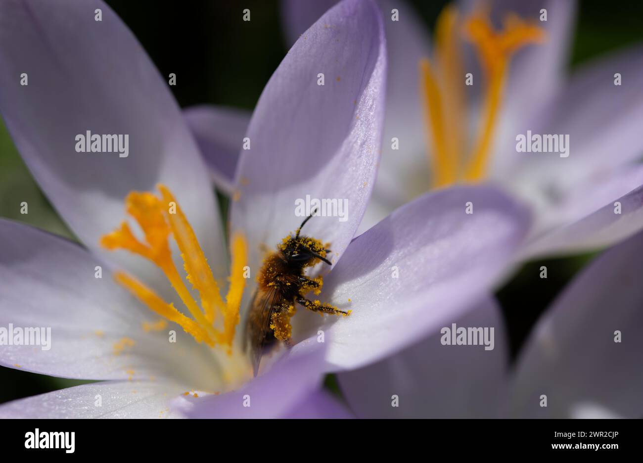 Nahaufnahme einer kleinen Wildbiene, die mitten in einer hellen Krokusblume sitzt. Die Blume ist hell. Die Biene ist mit gelben Pollen bedeckt. Stockfoto